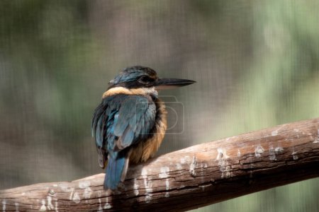 the scared kingfisher has a turquoise back, turquoise blue rump and tail, buff-white underparts and a broad cream collar. 
