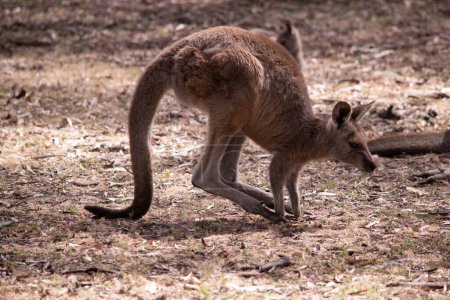 the kangaroo-Island Kangaroo has a light brown body with a white under belly. They also have black feet and paws