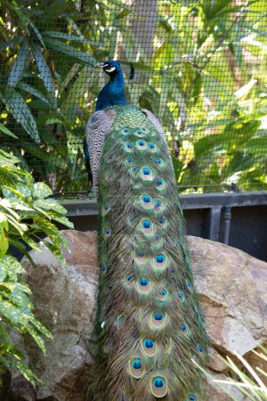 Peacocks are large, colorful blue pheasants known for their iridescent tails