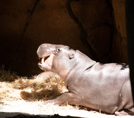 Les hippopotames pygmées sont de grands mammifères semi-aquatiques, avec un grand corps en forme de tonneau, des pattes courtes, une queue courte et une tête énorme.