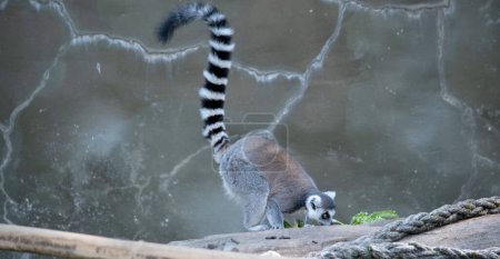 the ring tailed lemur is eating her vegetables