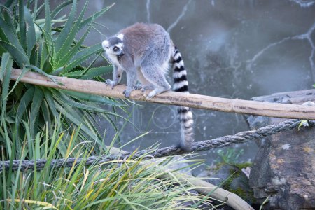 Ring-tailed lemur backs are grey to rosy brown with grey limbs and dark grey heads and necks. They have white bellies.