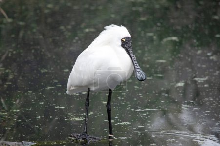 Der königliche Löffler ist ein großer weißer Seevogel mit einem schwarzen Schnabel, der wie ein Löffel aussieht. Der königliche Löffler hat gelbe Augenbrauen und schwarze Beine