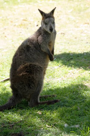 El wallaby pantano tiene piel de color marrón oscuro, a menudo con manchas oxidadas más claras en el vientre, el pecho y la base de las orejas.