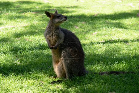 Das Sumpfwallaby hat dunkelbraunes Fell, oft mit leichteren Rostflecken am Bauch, an der Brust und am Ansatz der Ohren..