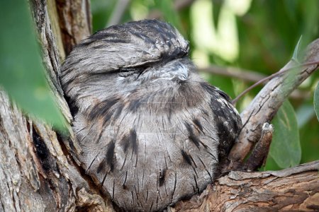 el tawny-frogmouth tiene un gris moteado, blanco, negro y rufo los patrones de plumas les ayudan a imitar ramas de árboles muertos.