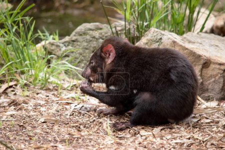 Les diables de Tasmanie ont une fourrure noire avec une large bande blanche sur leur poitrine et la ligne étrange sur leur dos.