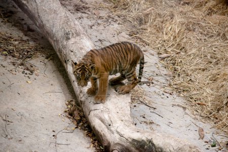 Tiger cubs are born with all their stripes and drink their mother's milk until they are six months old and then only eat meat.