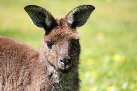 le kangourou gris occidental est dans un champ de trèfle