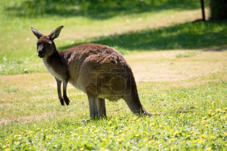 c'est une vue de côté d'un kangourou gris occidental
