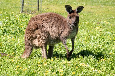 the western grey kangaroo is in a grassy field