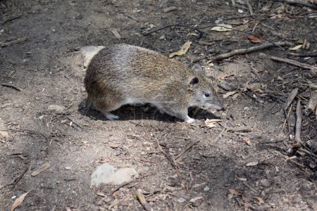 los Bandicoots marrones del sur son aproximadamente del tamaño de un conejo, y tienen un hocico puntiagudo, espalda jorobada, cola delgada y patas traseras grandes