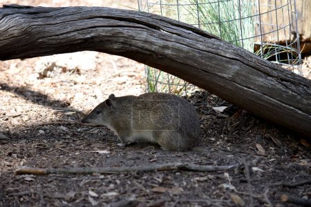 les Bandicoots brun du Sud ont à peu près la taille d'un lapin et ont un museau pointu, un dos bosselé, une queue mince et de grands pattes postérieures