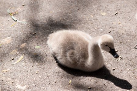Cygnets are grey when they hatch with black beaks and gradually turn brown over the first six months at which time they learn to fly.
