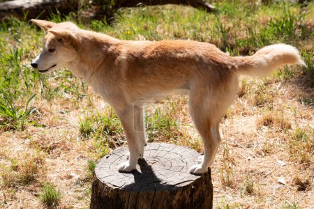 this is a  side view of a golden dingo