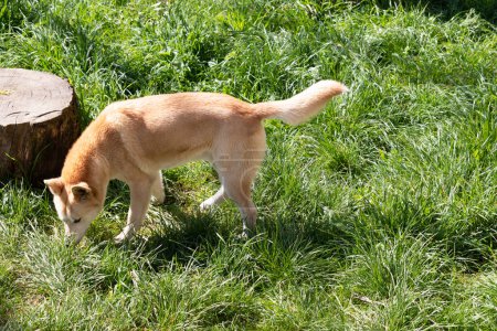 Los dingos son un lobo tipo perro. Tienen un hocico largo, orejas erectas y garras fuertes. Por lo general, tienen una capa de jengibre y la mayoría tienen marcas blancas en los pies, la punta de la cola y el pecho.