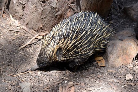 the short nosed has strong-clawed feet and spines on the upper part of a brownish body. The snout is narrow and the mouth is small, with a tongue that is long and sticky