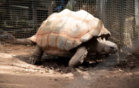 Aldabra-Riesenschildkröten sind hauptsächlich am frühen Morgen und am späten Abend aktiv und verbringen den Rest des Tages in Höhlen oder Sümpfen, um kühlen Kopf zu bewahren..