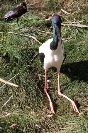 The head and neck of a jabiru is black with an iridescent green and purple sheen. The male has black eyes the female has yellow
