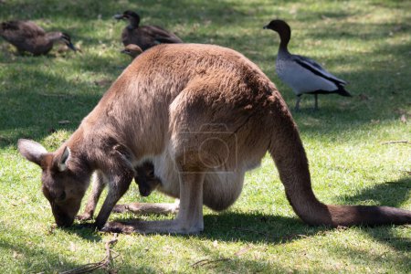 the kangaroo-Island Kangaroo has a brown body with a white under belly. They also have black feet and paws