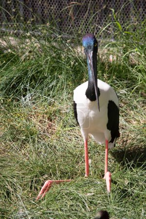 The head and neck of a jabiru is black with an iridescent green and purple sheen. The male has black eyes the female has yellow