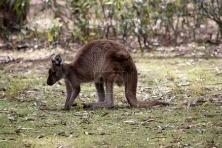 el canguro-isla canguro tiene un cuerpo marrón claro con un blanco debajo del vientre. También tienen patas y patas negras.