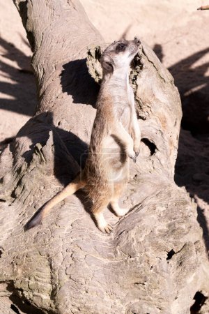 Meerkats have dark patches around their eyes to protect their eyes from the sun, as well as a dark tip on their tail