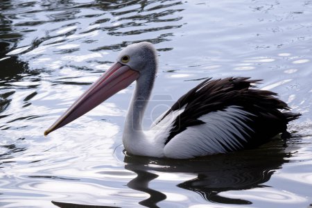 Australische Pelikane gehören zu den größten fliegenden Vögeln. Sie haben einen weißen Körper und Kopf und schwarze Flügel. Sie haben einen großen rosafarbenen Schein