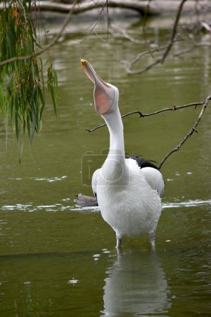 Australische Pelikane gehören zu den größten fliegenden Vögeln. Sie haben einen weißen Körper und Kopf und schwarze Flügel. Sie haben einen großen rosafarbenen Schein.
