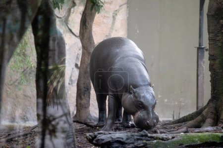 el hipopótamo pigmeo parece una versión pequeña de un hipopótamo