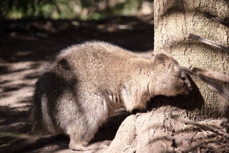 El Quokka es un pequeño wallaby con piel gruesa, gruesa, de color marrón grisáceo con partes inferiores más claras. Su hocico está desnudo y sus orejas cortas.