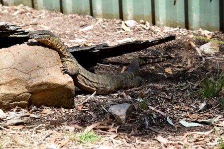 Rosenberg's monitor lizards have elongated head and neck, a relatively heavy body, a long tail, and well-developed legs. Their tongues are long, forked, and snakelike.