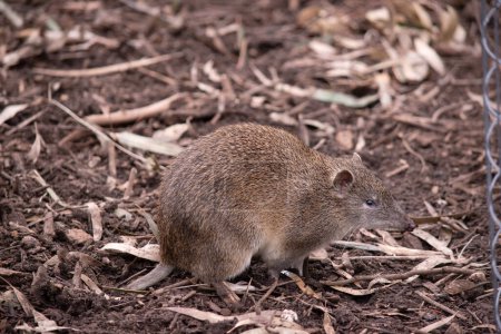Photo for Southern brown bandicoot is a medium sized ground dwelling marsupial with a long tapering snout, a naked nose, a compact body and a short tail. - Royalty Free Image