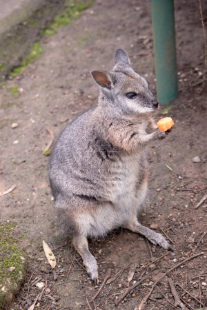 le wallaby tammar a des parties supérieures grisâtres foncées avec un dessous plus pâle et des côtés et des membres de couleur roux. Le wallaby tammar a des rayures blanches sur son visage.
