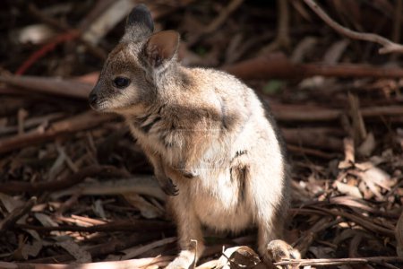 le wallaby tammar a des parties supérieures grisâtres foncées avec un dessous plus pâle et des côtés et des membres de couleur roux.
