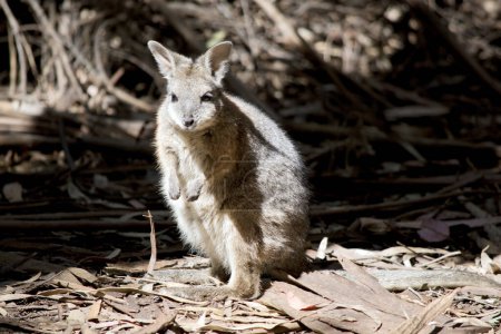 the tammar wallaby has a grey body with tan arms and a white stripe on its face.  It has a black nose and long eyelashes