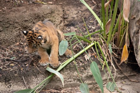 Tigerbabys werden mit all ihren Streifen geboren und trinken die Milch ihrer Mutter, bis sie sechs Monate alt sind, und essen dann nur Fleisch.
