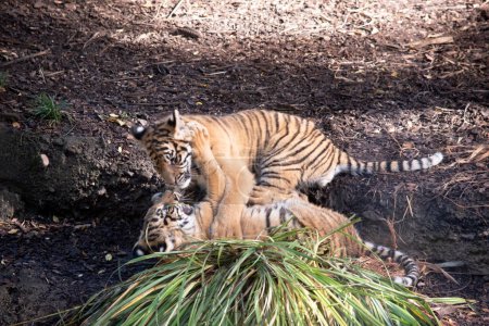 Tigerbabys werden mit ihren Streifen geboren und trinken nur Milch, bis sie 6 Monate alt sind