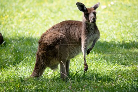 the western grey is a medium sized brown kangaroo