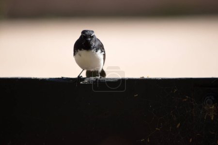 the willy wagtail is a small bird with a white breast and black body
