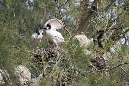 the mother ibis is feeding her young in their nest