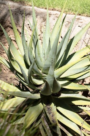 cactus are found in dry arid areas
