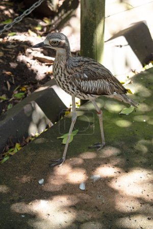 The bush stone curlew has grey-brown feathers with black streaks, a white forehead and eyebrows, a broad, dark-brown eye stripe and golden eyes