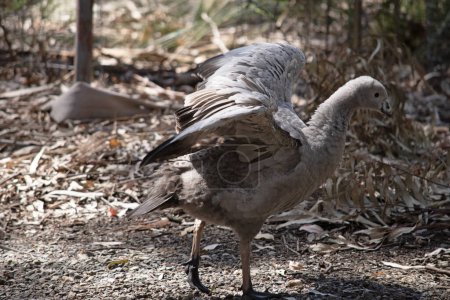 The Cape Barren Goose is a very large, pale grey goose with a relatively small head. It has rows of large dark spots in lines across the shoulders and wings