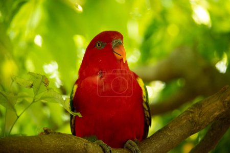 The chattering lory has a red body and a yellow patch on the mantle. The wings and thigh regions are green and the wing coverts are yellow. 