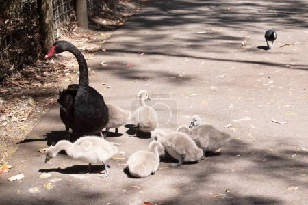 Cygnets are grey when they hatch with black beaks and gradually turn brown over the first six months at which time they learn to fly. the swan is black with a red beak