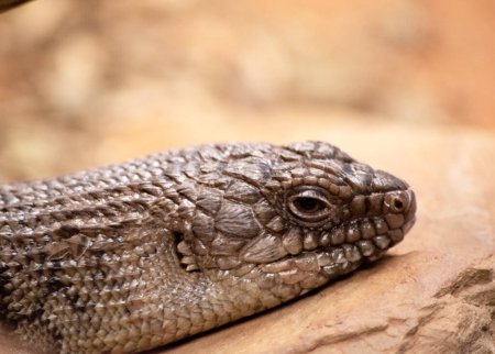 this is a close up of a cunninghams skink
