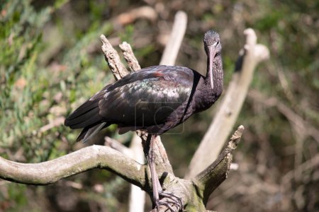 El cuello ibis brillante es de color marrón rojizo y el cuerpo es de color marrón bronce con un brillo iridiscente metálico en las alas..