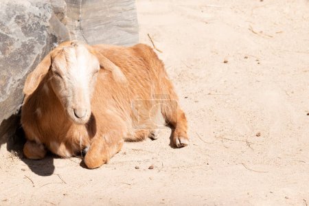 Las cabras son animales de granja que se arquean hacia atrás, una cola corta y un cabello más liso..
