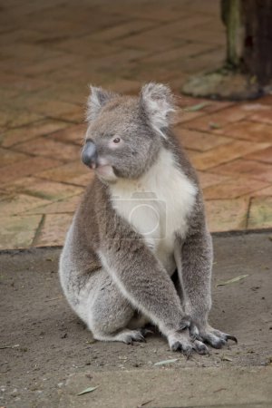 The Koala has a large round head, big furry ears and big black nose. Their fur is usually grey-brown in color with white fur on the chest, inner arms, ears and bottom.